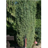 JUNIPERUS communis HIBERNICA