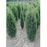 JUNIPERUS communis HIBERNICA