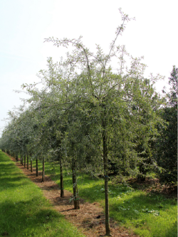 PYRUS salicifolia PENDULA