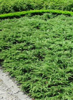 JUNIPERUS communis REPANDA