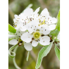 PYRUS salicifolia PENDULA