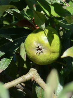 PYRUS salicifolia PENDULA