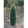 JUNIPERUS communis SENTINEL