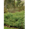 JUNIPERUS conferta SLAGER