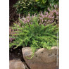 JUNIPERUS conferta SLAGER