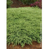 JUNIPERUS conferta SLAGER
