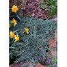 JUNIPERUS horizontalis ICEE BLUE