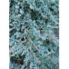 JUNIPERUS horizontalis ICEE BLUE