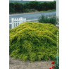 JUNIPERUS media OLD GOLD