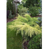 JUNIPERUS media OLD GOLD