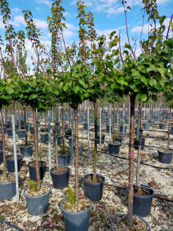 ABRICOTIER En pot de 25-30 litres forme tige hauteur du tronc 090-110 cm