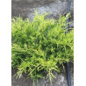 JUNIPERUS media OLD GOLD