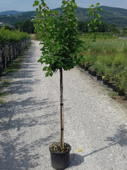 ABRICOTIER En pot de 10-12 litres forme tige hauteur du tronc 090-110 cm