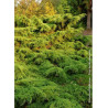 JUNIPERUS media Pfitzeriana AUREA
