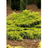 JUNIPERUS media Pfitzeriana AUREA