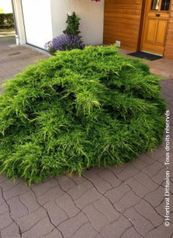 JUNIPERUS media Pfitzeriana AUREA