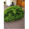 JUNIPERUS media Pfitzeriana AUREA