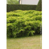 JUNIPERUS media Pfitzeriana AUREA
