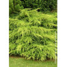 JUNIPERUS media Pfitzeriana AUREA