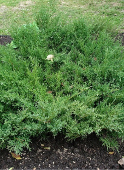 JUNIPERUS media Pfitzeriana COMPACTA