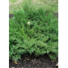JUNIPERUS media Pfitzeriana COMPACTA