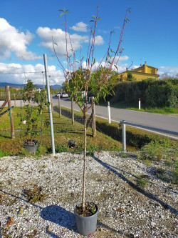 AMANDIER En pot de 15-20 litres forme tige hauteur du tronc 090-110 cm