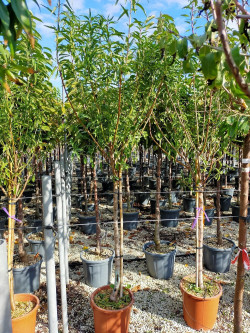 AMANDIER En pot de 25-30 litres forme tige hauteur du tronc 090-110 cm