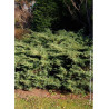 JUNIPERUS media Pfitzeriana GLAUCA