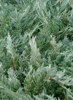 JUNIPERUS media Pfitzeriana GLAUCA