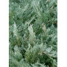JUNIPERUS media Pfitzeriana GLAUCA