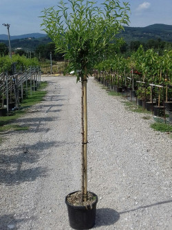 AMANDIER En pot de 10-12 litres forme tige hauteur du tronc 090-110 cm