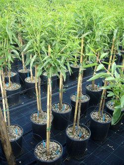 AMANDIER En pot de 10-12 litres forme gobelet