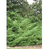 JUNIPERUS media WILHELM PFITZERIANA