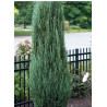 JUNIPERUS BLUE ARROW
