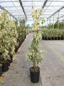 CORNUS controversa VARIEGATA En pot de 10-12 litres