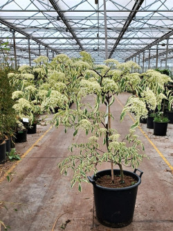 CORNUS controversa VARIEGATA En pot de 25-30 litres
