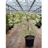 CORNUS controversa VARIEGATA En pot de 25-30 litres