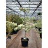 CORNUS controversa VARIEGATA En pot de 50-70 litres