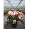 RHODODENDRON ALBERT SCHWEITZER En pot de 7-10 litres