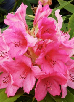 RHODODENDRON ANNA ROSE WHITNEY