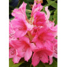 RHODODENDRON ANNA ROSE WHITNEY