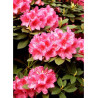 RHODODENDRON ANNA ROSE WHITNEY