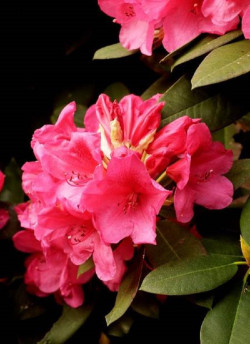 RHODODENDRON ANNA ROSE WHITNEY
