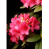 RHODODENDRON ANNA ROSE WHITNEY