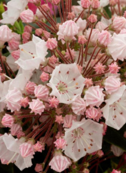 KALMIA latifolia