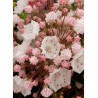 KALMIA latifolia