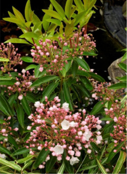KALMIA latifolia