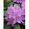 RHODODENDRON CATAWBIENSE GRANDIFLORUM