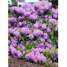 RHODODENDRON CATAWBIENSE GRANDIFLORUM