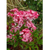 KALMIA latifolia OSTBO RED